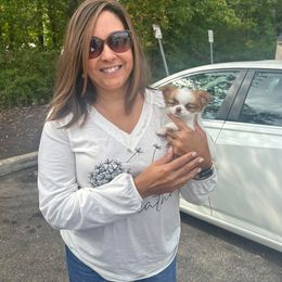 Chihuahua Puppies from M’s Chihuahuas