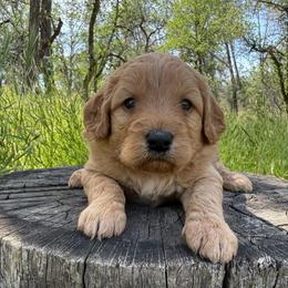 Elena - Apricot female Goldendoodle puppy in Redding, California from O’Hara  Doodles