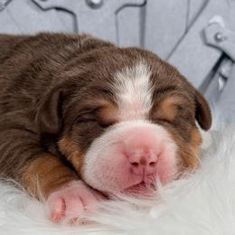 Ygritte - Chocolate tri-color female American Bully puppy in Nashville, Tennessee from SimplyBullies