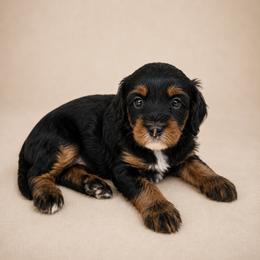 Snoopy - Black and tan male Cavapoo puppy in Floyd, Virginia from Hearts and Paws Poodles and Doodles