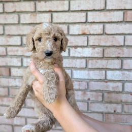Pink - Apricot female Goldendoodle puppy in Prattville, Alabama from Jericho Junction Doodles and Poodles