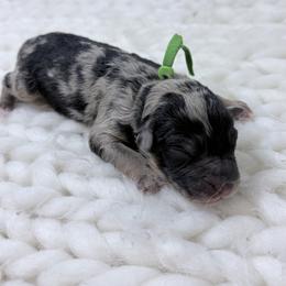 Green Collar - Blue merle female Australian Shepherd puppy in San Marcos, California from Faith Family Freedom Farm