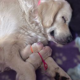 Golden Retriever Puppies from INGOLD Retrievers