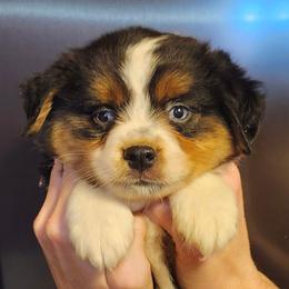 Boy 4, Izzy - Black tri male Miniature Australian Shepherd puppy in Hampton, Tennessee from TC Farms Stock Dogs - Miniature Australian Shepherds