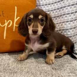 Mini - Chocolate and cream female Dachshund puppy in Fort Gibson, Oklahoma from Cooper’s Dachshunds