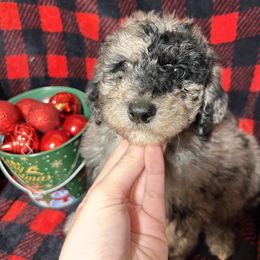 Blitzen - Merle male Cavapoo puppy in Austin, Texas from Doodles of Central Texas
