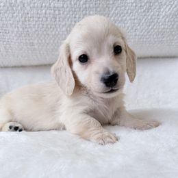 Leif 5th pictured in the group - Cream male Dachshund puppy in Richmond, Virginia from Irresistible Dachshunds & Cavaliers