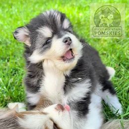 Zena - Black and white female Pomsky puppy in Kittredge, Colorado from Rocky Mountain Pomskies