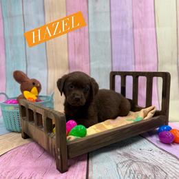 Hazel - Chocolate female Dilute Retriever puppy in Forest City, Iowa from Helm Labs