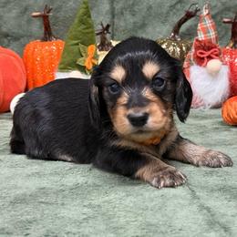 Colt - Black and cream male Dachshund puppy in Lincoln, Arkansas from Red Dirt Dachshunds