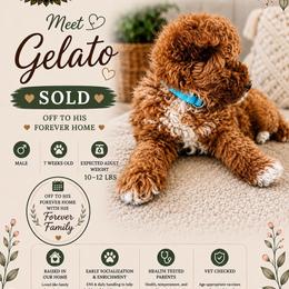 Gelato - Red male Cavapoo puppy in South Jordan, Utah from Diamond Companions