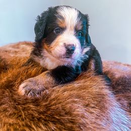 Girl 1 - Tri-color female Bernese Mountain Dog puppy in Alabama from Dogwood Creek Bernese