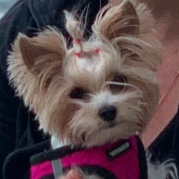Yorkshire Terriers from Bellevue Farm