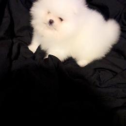 Ghost - White male Pomeranian puppy in Miami, Florida from Couture Pomeranians