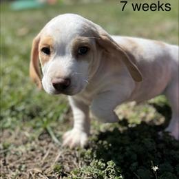 Hale AKC - Lemon and white male Beagle puppy in Rogersville, Missouri from Hales Little Beagle Haven