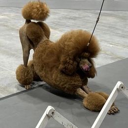 Poodles from Ariella Standard Poodles & Chinese Cresteds
