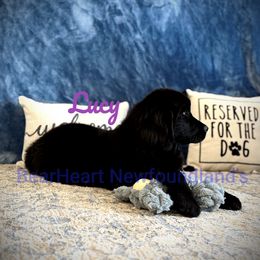 Lucy - Black Newfoundland puppy in Cortez, Colorado from Bear Heart Newfoundlands, LLC