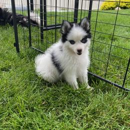 Pomsky Puppies from Urban Miracle’s