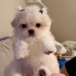 Maltese Puppies from B&O Maltese