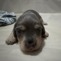 Kobalt - Fawn (isabella) and cream male Dachshund puppy in Copperas Cove, Texas from Creme de la Creme Dachshunds