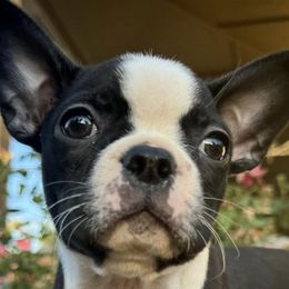 Boston Terriers from Katelyn’s Boston terriers