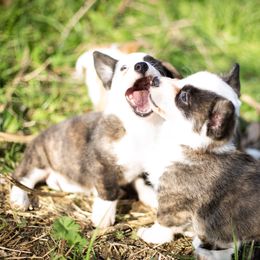 Cardigan Welsh Corgi and Pembroke Welsh Corgi Puppies from High Hopes Farm