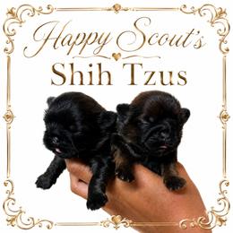 Bella - Sable female Shih Tzu puppy in Bastrop, Louisiana from Happy Scout's Shih Tzu's