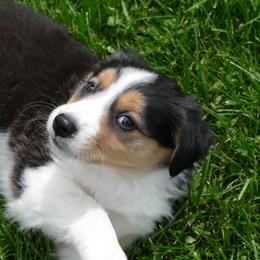 English Shepherd Puppies from Oerly's English Shepherds
