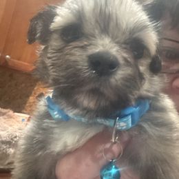 AKC Boy 1 blue collar - Cream male Lhasa Apso puppy in Chico, California from Lhasa Apsos of northern Ca . Biewer terriers of northern California