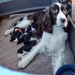 English Springer Spaniel Puppies from Darkover English Springer Spaniels