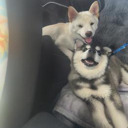 Alaskan Klee Kai, Pug, and Shiba Inu All Grown Up from khshibas-khpugs