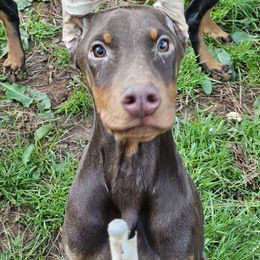 Black Boy - Doberman Pinscher puppy in Georgia from Jeti Dobermans