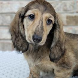 Dachshunds from Bluegrass Dachshunds