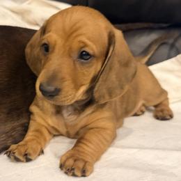 Pink - Red female Dachshund puppy in Orange, California from Harper’s Happy Weens