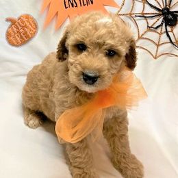 Goldendoodle Puppies from OnlyGoldendoodles