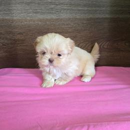 Female 1 - Lilac female Shih Tzu puppy in Meadows Of Dan, Virginia from Walt’s Shih Tzus