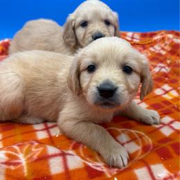 Girl 3 - Dark golden female Golden Retriever puppy in Spanaway, Washington from 11 Oaks Kennels