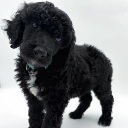 Truffle - Black male Poodle puppy in Otto, North Carolina from Wild Suns Farm