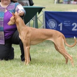 Lady Jessica - Pharaoh Hound