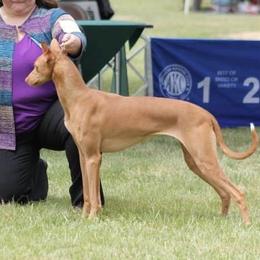 Lady Jessica - Pharaoh Hound