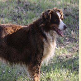 Risky - Miniature American Shepherd