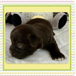 Xane - Chocolate, tan and white male Yorkshire Terrier puppy in Annandale, Virginia from Artisan Yorkies LLC