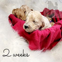 Poodle Puppies from Serene Arenas' Standard Poodles