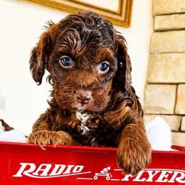 Daisy - Brown female Cockapoo puppy in Connersville, Indiana from MoonShine Babies