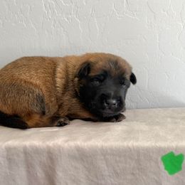 Scorch (green) - Fawn sable male Belgian Malinois puppy in Buckeue, Arizona from Légende Vivante Du Chief Kennel