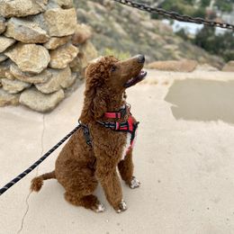 Poodle All Grown Up from Major League Poodles