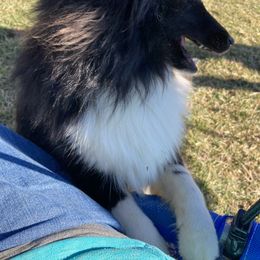 Shetland Sheepdog Puppies from Windy Haven Farm