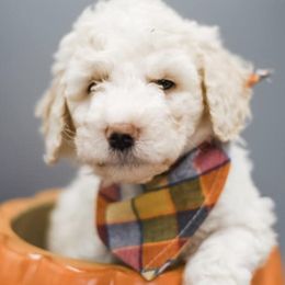 Aussiedoodles, Miniature Australian Shepherds, and Poodles from Three Sisters Kennel