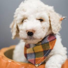 Aussiedoodles, Miniature Australian Shepherds, and Poodles from Three Sisters Kennel