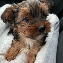 Boy 1 - Black and gold male Yorkshire Terrier puppy in Grove City, Ohio from Missy Lu Lap Puppies